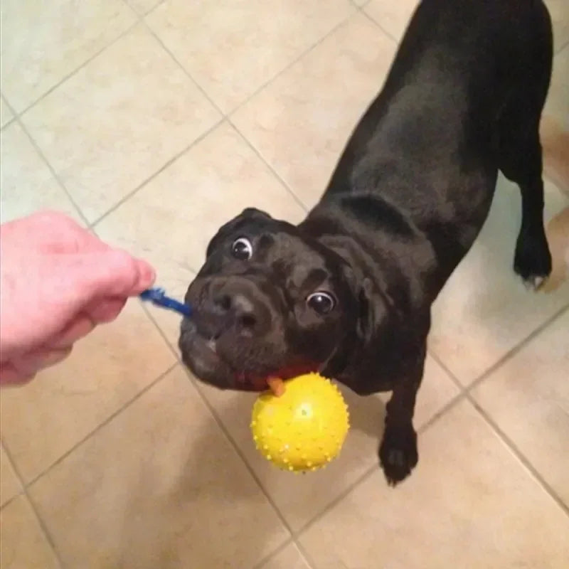 Rubber Interactive Training Toy for Dogs Pet Reward Fetch Play Ball with Rope